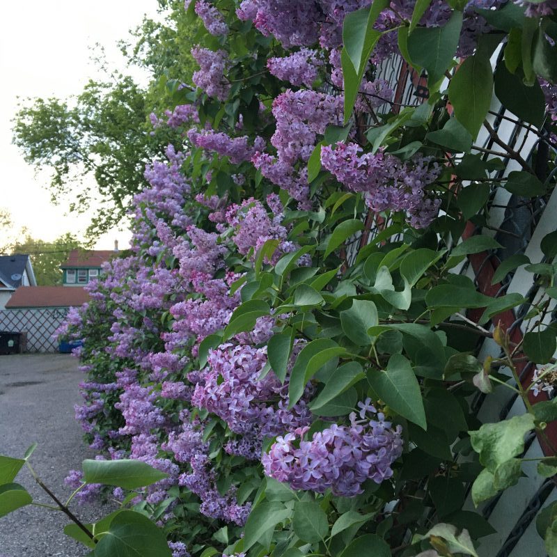 Soft purple lilacs grow on a fence amidst green leaves. Roofs of houses can be seen in the background.